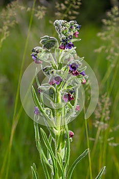 Blurred Houndstongue or dog's tongue, Cynoglossum officinale, flowering in meadow. Reddish-purple blue wildflowers