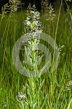 Blurred Houndstongue or dog's tongue, Cynoglossum officinale, flowering in meadow. Reddish-purple blue wildflowers