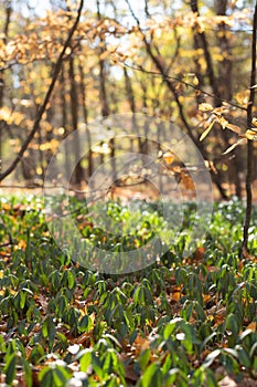 Blurred image of an autumn deciduous forest on a sunny day