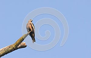Blurred image, bird, Pariah Kite - Milvus migrans, sitting on tree trunk