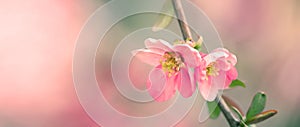 Blurred image of blooming apple branch on blurred pink background, spring flowers background with copy space for message. Greeting