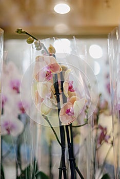 Blurred image of bouquet of fresh tulips in flower shop. Spring floral tulip bunch