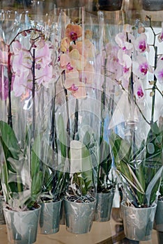 Blurred image of bouquet of fresh tulips in flower shop. Spring floral tulip bunch