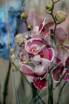 Blurred image of bouquet of fresh tulips in flower shop. Spring floral tulip bunch