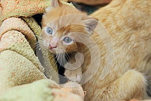 Blurred image of cute  red tabby kitten. Animals day, mammal, pets concept.