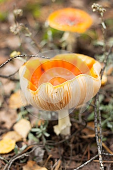Blurred image of fly agarics on the forest floor against the background of the autumn forest