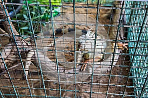 Blurred image of Green Iguana in cage (Iguana iguana)