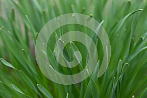 Blurred image of lush, green, spring grass. Spring background