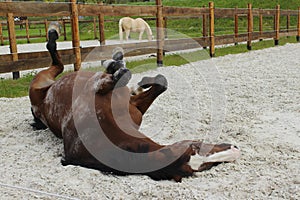 Blurred image of playing horse. Horse tumbles in the sand. Dapple-chestnut stallion.