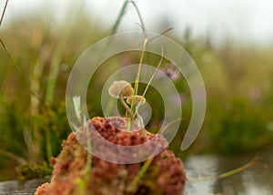 Blurred image with a red piece of moss on a wooden footbridge, swamp concepts