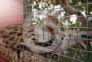 Blurred image of serval cat behind the cage net.