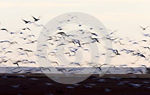 Blurred Image Snow Geese panned