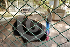 Blurred image of Southern cassowary bird behind the cage net. double-wattled cassowary, two-wattled cassowary