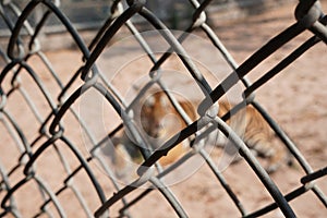 Blurred image of tiger behind the cage net.