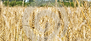 Blurred image of yellow wheat field - Triticum, Triticeae, Poaceae, Angiosperms photo