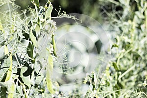 Blurred image of a young pea plant with pods. Sugar peas growing in a summer garden, green leaves, twigs and pods. Organic