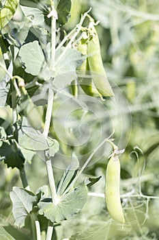 Blurred image of a young pea plant with pods. Sugar peas growing in a summer garden, green leaves, twigs and pods. Organic