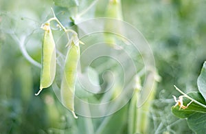 Blurred image of a young pea plant with pods. Sugar peas growing in a summer garden, green leaves, twigs and pods. Organic