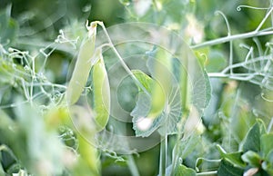 Blurred image of a young pea plant with pods. Sugar peas growing in a summer garden, green leaves, twigs and pods. Organic