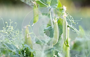 Blurred image of a young pea plant with pods. Sugar peas growing in a summer garden, green leaves, twigs and pods. Organic