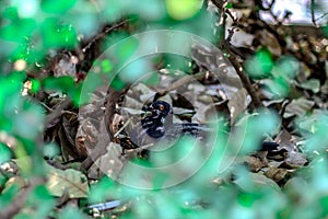 Blurred images by focusing on pigeons