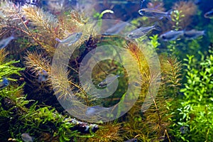 Blurred juvenile congo tetra fish swim fast in freshwater iwagumi aquascape, healthy colorful plants, Amano style