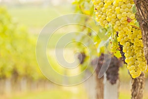 Blurred landscape of vineyards with white and red grapes