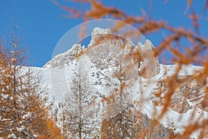 Blurred larch branch and in the background snow-capped Dolomite mountain