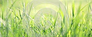 Blurred Lawn Grass Background