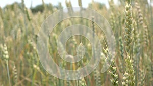 Blurred light green wheat crops field in a cloudy day. Vertical panoramic slow motion, Full HD video, 240fps, 1080p.