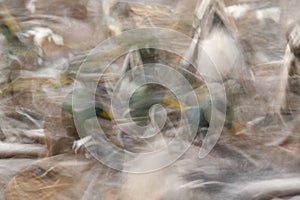 Blurred long exposure of a Mallard duck feeding frenzy