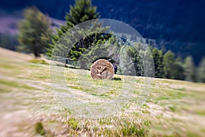 Blurred Mountain Sheaf. Lensbaby Shot photo