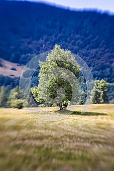 Blurred Mountain Tree. Lensbaby Shot photo