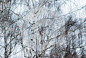 Blurred natural background - winter birch