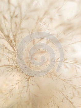 Blurred natural background of dry plant panicles photo