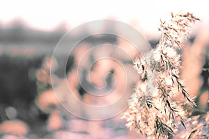 Blurred natural background with Pampas grass outdoor in light pastel colors. Dry reeds boho style. Copy space