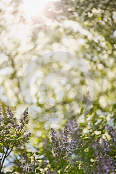 blurred natural background with space for text. blooming lilac branches in a spring park