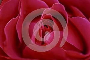 Blurred natural floral red background. Red rose petals in a bud.