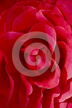 Blurred natural floral red background. Red rose petals in a bud.