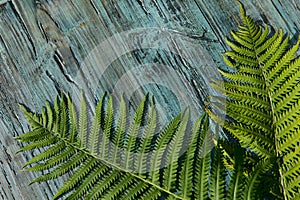 Blurred natural wooden background. On the blue painted old wooden surface on the right are two green leaves of fern.