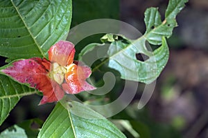 Blurred nature background with red tropical flower : Hot Lips Flower, Psychotria poeppigiana photo