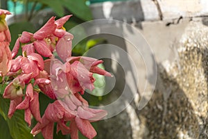 Blurred nature background with Mussaenda philippica flowers grows as a shrub or small tree, Native to the Philippines