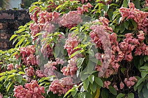 Blurred nature background with Mussaenda philippica flowers grows as a shrub or small tree, Native to the Philippines