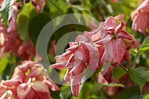 Blurred nature background with Mussaenda philippica flowers grows as a shrub or small tree, Native to the Philippines