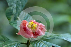 Blurred nature background with red tropical flower : Hot Lips Flower, Psychotria poeppigiana