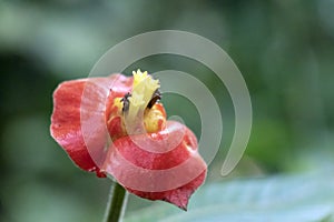 Blurred nature background with red tropical flower : Hot Lips Flower, Psychotria poeppigiana