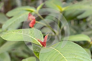 Blurred nature background with red tropical flower : Hot Lips Flower, Psychotria poeppigiana