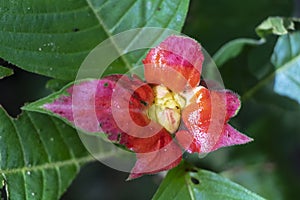 Blurred nature background with red tropical flower : Hot Lips Flower, Psychotria poeppigiana