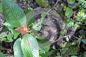 Blurred nature background with red tropical flower : Hot Lips Flower, Psychotria poeppigiana