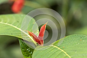 Blurred nature background with red tropical flower : Hot Lips Flower, Psychotria poeppigiana photo